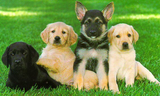 pictures of dogs and puppies. for guide dog puppies,