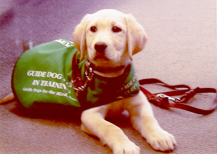 Photo of Hearty at 11 weeks old